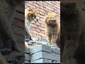 fass gaya🤣#viral#new#comedy#trending#shorts#video#youtubeshorts#reels#cat#cute#viralvideo#love#like