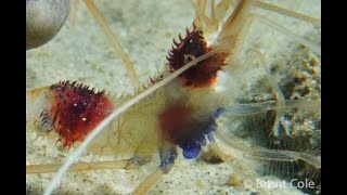 Banded Cleaner Shrimp - Stenopus Hispidus