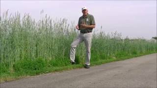 Carol Stream Pollinator Meadow Mix
