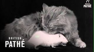 Cat adopts a white rat like its own child (1934 footage)