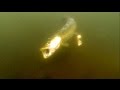 Fishing: bright vs dark pike attack Shadteez lure softbait underwater. Рыбалка щука атакует.