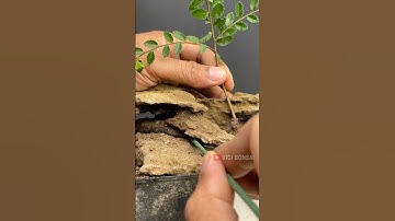 Planting Bonsai on Rocks