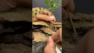 Planting Bonsai On Rocks
