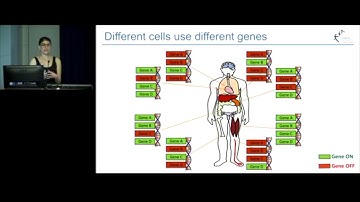A look at epigenetics in 3D - Amanda Khoury