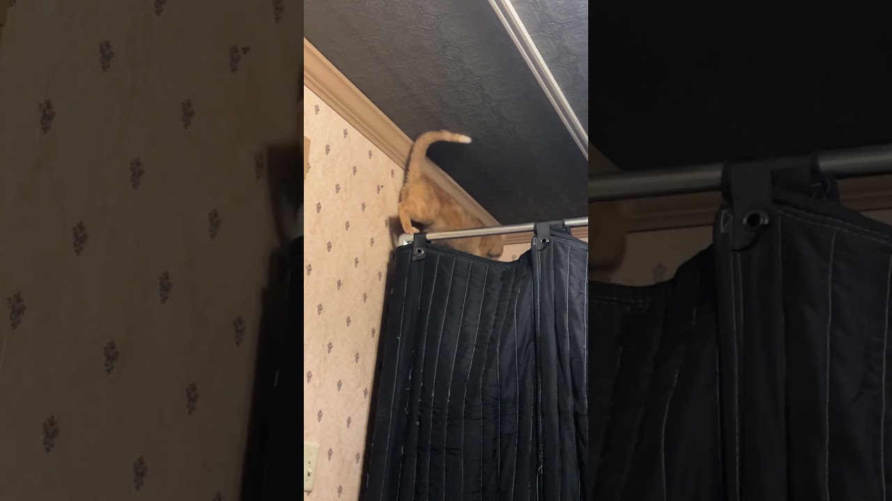 He climbs #cat