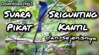 download suara pikat SRIGUNTING KANTIL rombongan burung liar NYAMBER