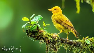 Instant Relief from Stress and Anxiety • Beautiful Birds Singing in Forest, Relaxing Piano Music #40