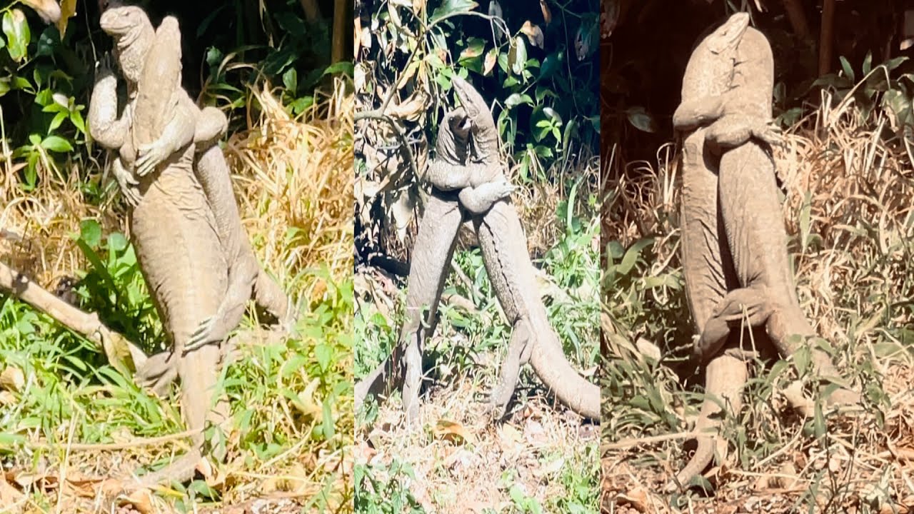 Land Monitor Lizards Wrestling & Fighting Latest Wildlife 4K Video