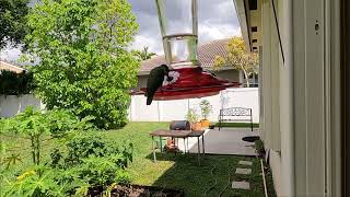 Colibri1