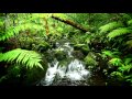 🐦 Rainforest Nature Sounds with Relaxing Running Water and Different Birds Singing in this Jungle.