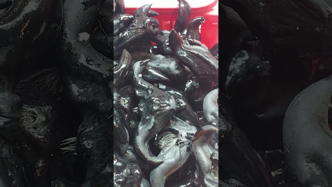 Водяные ежики, также называемые орехами буйвола или стручками дьявола/плоды, похожие на плотину, ...