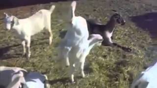 Эти забавные животные / Funny animals with russian songs Эти забавные животные / Funny animals with russian songs