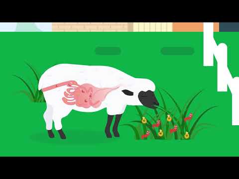 ቪዲዮ: ውሻዎን Anthelmintic እንዴት እንደሚሰጡ