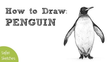 How to Draw a Penguin | Realistic, Step by Step