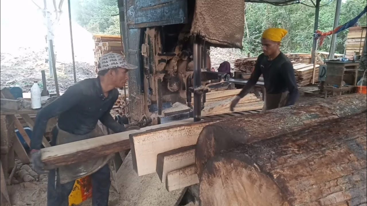 PROSES PEMOTONGAN KAYU MERANTI PUTIH YouTube