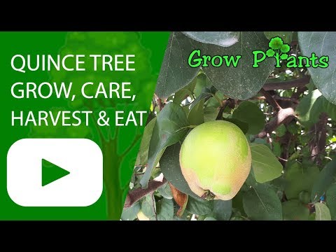 Quince tree - grow, care, harvest and eat