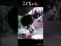さぁ、食べましょう。 福猫ふくちゃん lucky stray CAT #straycat #のら猫 #野良猫 #猫動画 #地域猫 #さくらねこ #流浪貓 #流浪猫