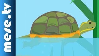 Gryllus Vilmos: A teknősbéka (gyerekdal, mese, Félnóta sorozat) | MESE TV