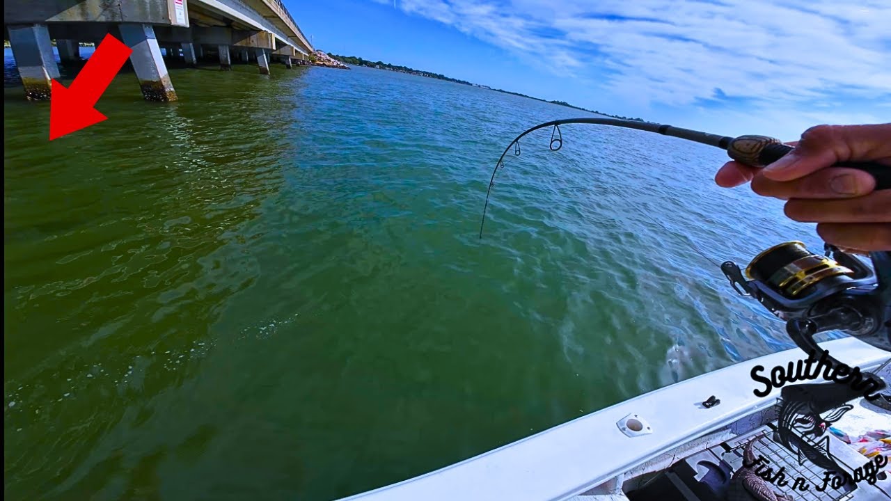 Using LIVE Bait Under Bridges for Big Fish!