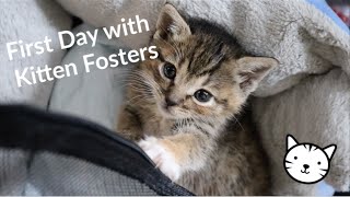 DAY IN THE LIFE OF FOSTER KITTENS! by Taylor Crane 10,330 views 3 years ago 17 minutes