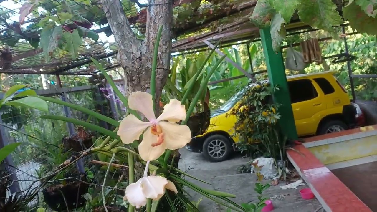 NA MUMULAKLAK NANAMAN MGA HALAM KO 