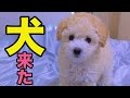 犬が家にやって来た!! I kept a dog PDS