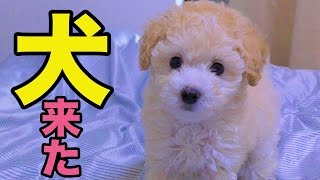 犬が家にやって来た!! I kept a dog PDS