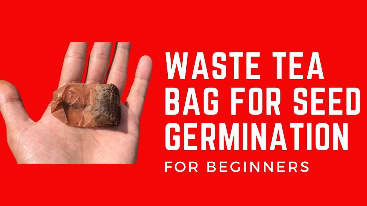  WASTE TEA BAG FOR SEED GERMINATION YouTube