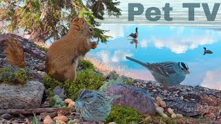 CAT TV BY THE LAKE WITH DUCKS, BIRDS & SQUIRRELS 🦆 Real Nature for Cats, Dogs, and People