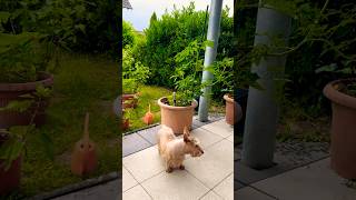На денек послабление от жары #нашажизньвгермании #скотчтерьер