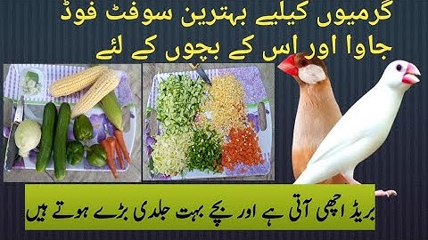 how to java sperrow soft foods complete information#video#good aviary,