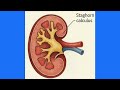 Staghorn Renal Calculus: Ultrasound, Color Doppler & Twinkle Artefact Explained