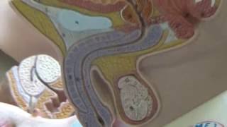 anatomia pene 1