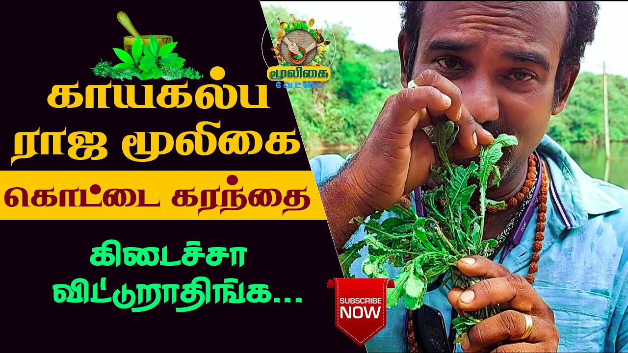 கொட்டை கரந்தையின் மருத்துவ குணங்கள் | Kottai Karanthai Benefits in Tamil