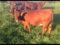 Check out our grass genetic heifer starter kit for sale!