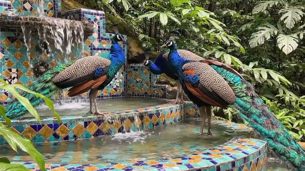 Peacocks foraging on the lawn - Peacock video - Peacock calls