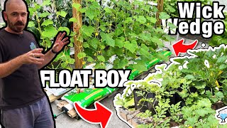 Float Box & Wick Wedge Hydroponic System Update