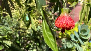How I Fertilize My Chinese Lantern Plant