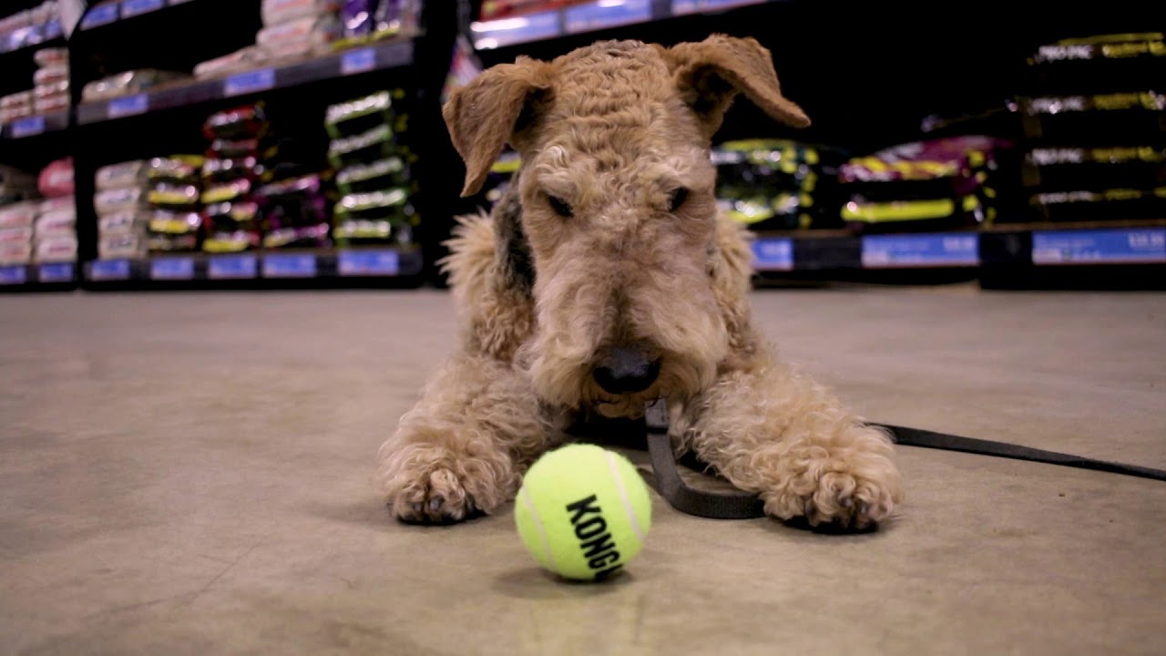 That Fish Place That Pet Place Cust. Experience Commercial 1 YouTube