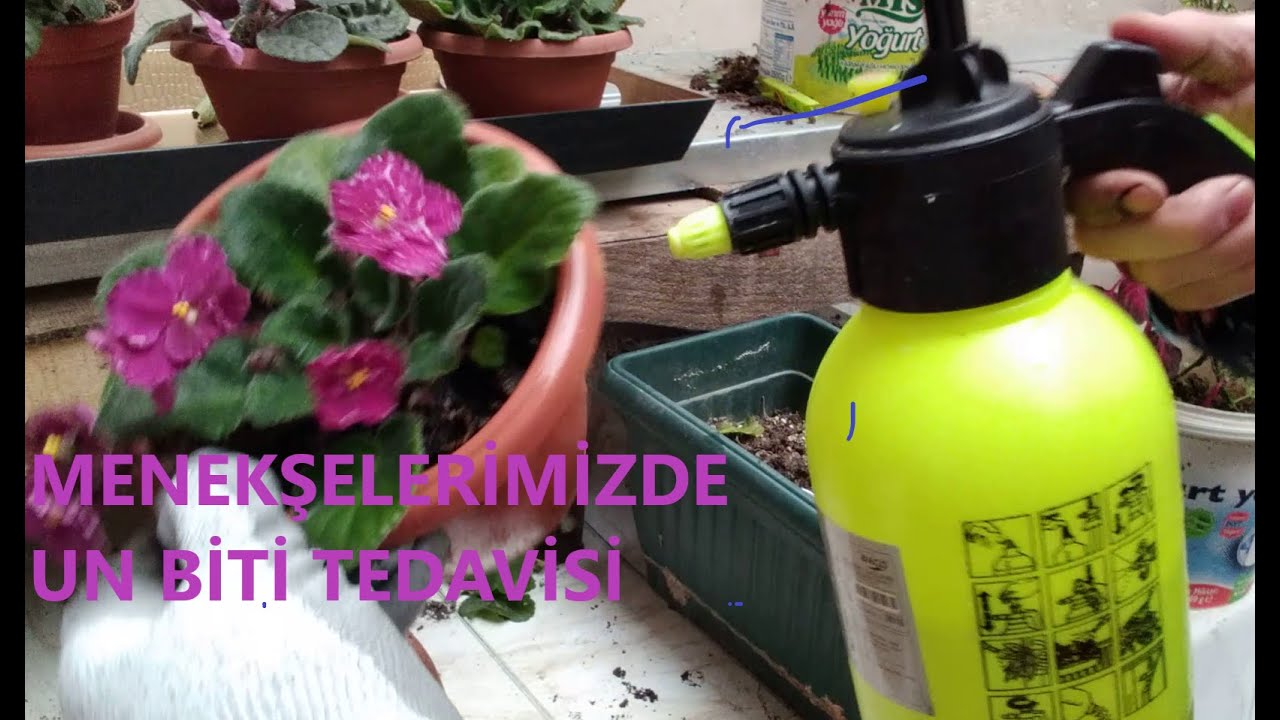 MENEKŞELERİMİZDE OLUŞAN UN BİTLERİNDEN NASIL KURTULURUZ /  MENEKŞELERİMİZİ NASIL TEDAVİ EDERİZ ?