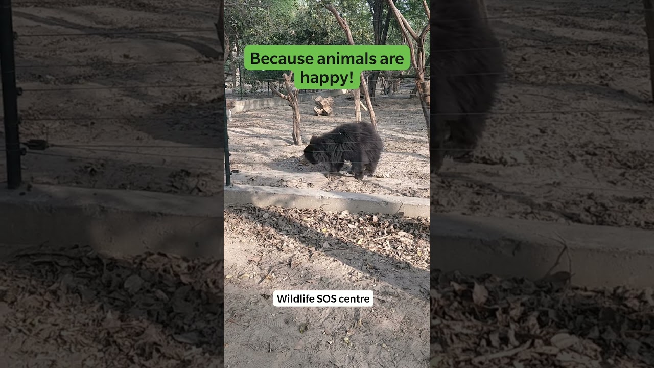 Save the Elephants!  Save the bears! Wild animals rescued from   torture.