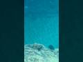 I Saw a White Tip Reef Shark While Snorkeling in Maui