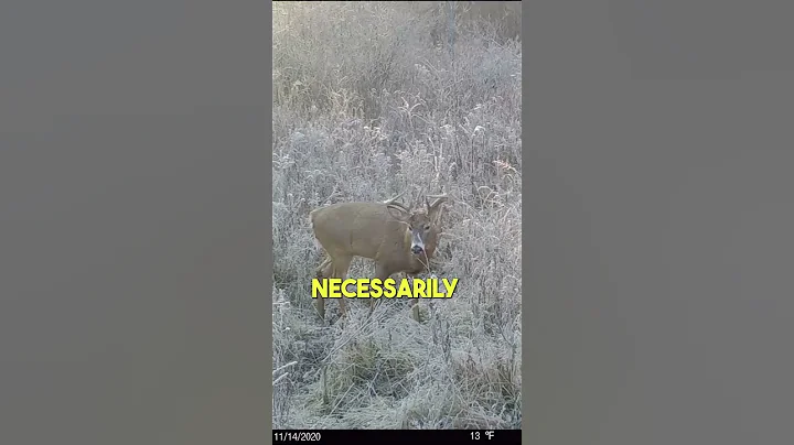 Buck Bedding Areas Identification The Easy Way!