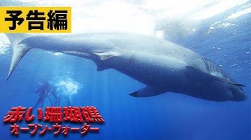 【予告】『赤い珊瑚礁 オープン・ウォーター』〈配信中／ブルーレイ＆DVD発売中〉