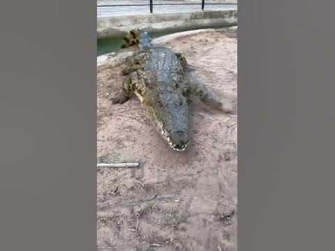 Nile crocodile attack - YouTube