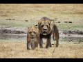 اغنيه زئير الاسد الروسيه بطريقه افضل