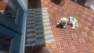 Honest review of Interbuild Acacia Interlocking Deck Tiles