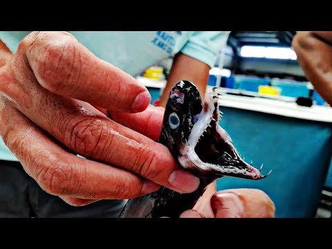 Vídeo: Frente A La Costa De Taiwán, Los Pescadores Capturaron Tiburones Con Dientes Como 