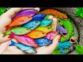 Catch beautiful aquarium fish in small pond baby turtles, eels, pencil fish, guppies blue, frog, koi