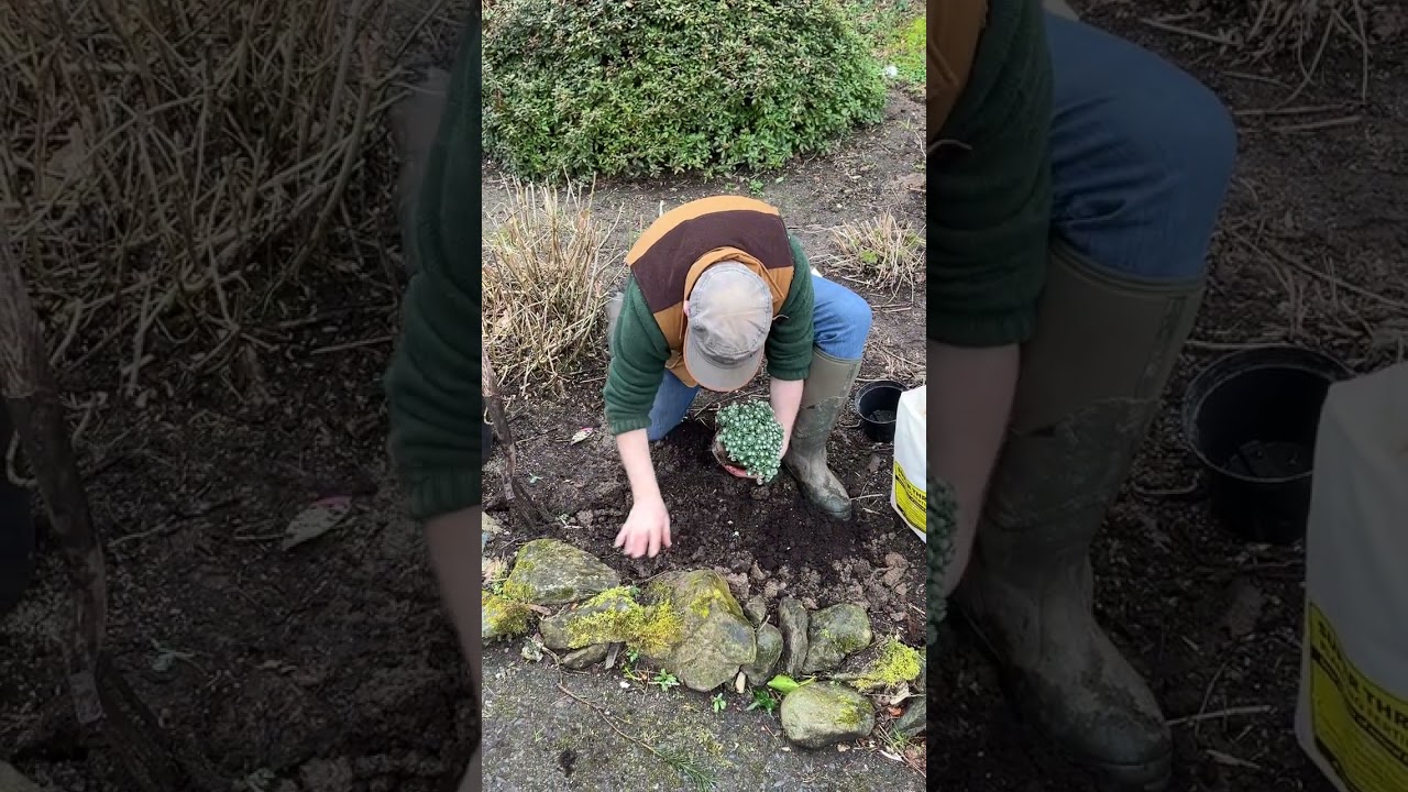 Silver Hardy Sedum “Cape Blanco” 